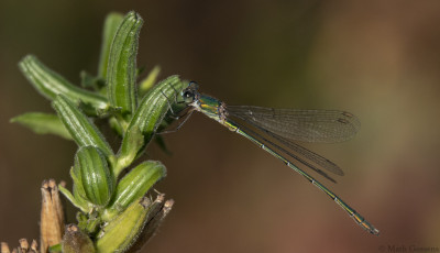 Houtpantserjuffer     Arcen/Maasduinen  september 2020