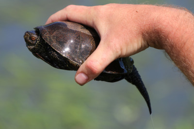 IMG_2877 Europese moerasschildpad (Emys orbicularis).JPG