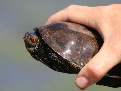 IMG_2878 Europese moerasschildpad (Emys orbicularis).JPG