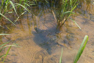IMG_2892b Europese moerasschildpad (Emys orbicularis).jpg
