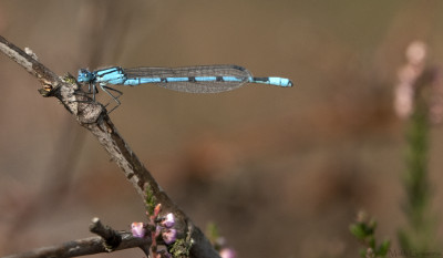 Watersnuffel       Arcen/Maasduien    september 2020