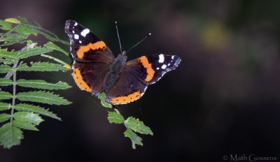 Atalanta     Maasduinen   september 2020