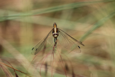 IMG_3026 Witpuntoeverlibel (Orthetrum albistylum).JPG