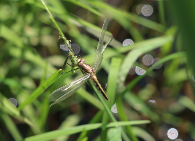 IMG_2906 Witpuntoeverlibel (Orthetrum albistylum).JPG