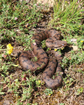 IMG_2614b Aspisadder (Vipera aspis).jpg