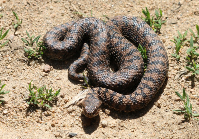 IMG_1648b Aspisadder (Vipera aspis).jpg