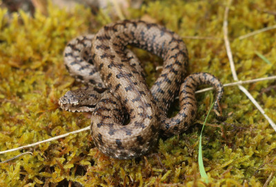 IMG_1265b Aspisadder (Vipera aspis).jpg