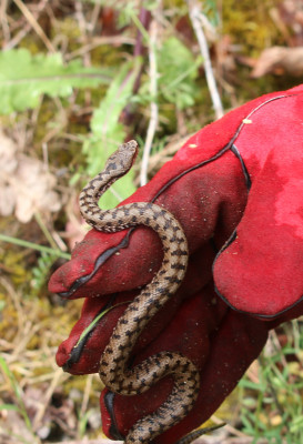 IMG_1257b Aspisadder (Vipera aspis).jpg