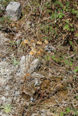 Canon EOS 70D 5472x3648_360578b.jpg