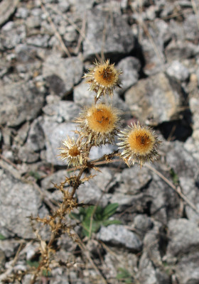 Canon EOS 70D 5472x3648_358555b.jpg