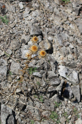 Canon EOS 70D 5472x3648_367164b.jpg