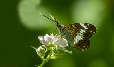 Kleine ijsvogelvlinder         Eschental/Kupferzel      juni 2019