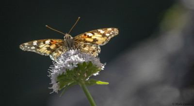 Distelvlinder     Lechtal(A)      juni 2019