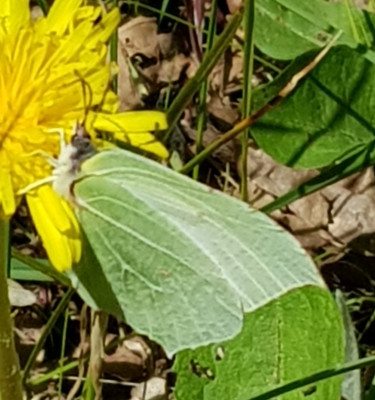 citroenvlinder.jpg