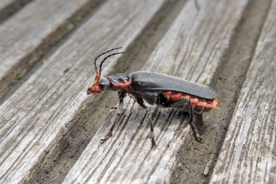 Zwartpootsoldaatje