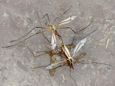 Tipula vernalis