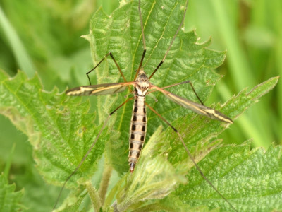 Tipula vittata