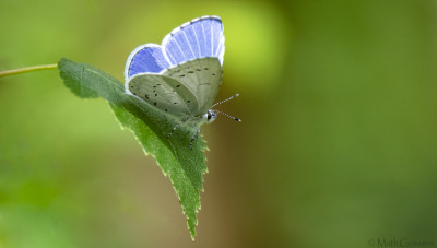 Boomblauwtje    Maasduinen  juni 2020