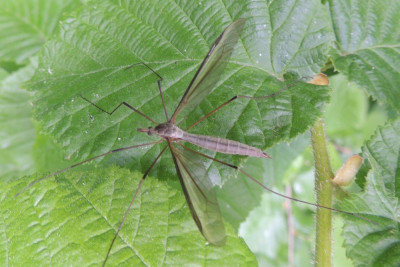 Tipula oleracea