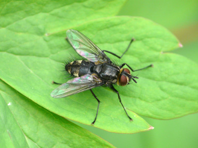 Nemorilla floralis