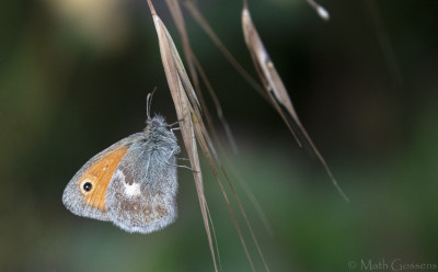 Hooibeestje     de Hamert/Maasduinen   juni 2020