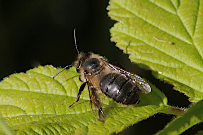 Meidoornzandbij Andrena scotica.JPG