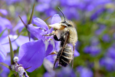 Grote bladsnijder Megachile willughbiella 1.JPG