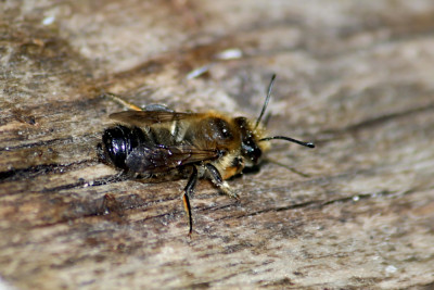 Grote bladsnijder Megachile willughbiella 2.JPG