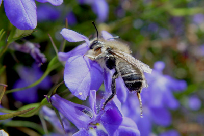 Grote bladsnijder Megachile willughbiella 3.JPG