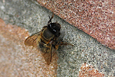 Gewone sachembij Anthophora plumipes.JPG