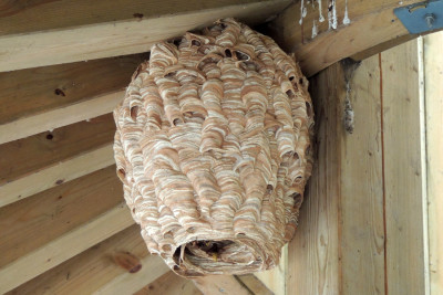 Nest van de Europese hoornaar