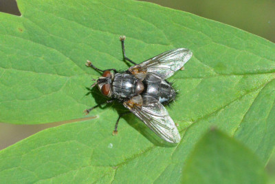 Blepharipa pratensis ♂