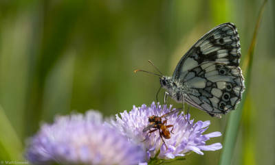 Dambordje        Eschental/Kupferzel    juni 2019