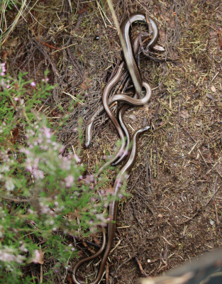 Lunenburg 2017-08 0399b Hazelworm (Anguis fragilis).jpg