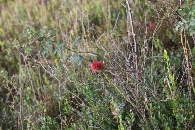 Lunenburg 2017-08 0196 Mosgal van de Rozenmosgalwesp (Diplolepis rosae).JPG