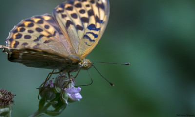 Keizersmantel♀ (Valezina ?) 28 juni 2018 +/- 14.50u Eschental