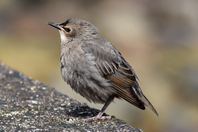 Spreeuw (juveniel)