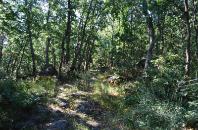 Bos rond Lago Sanabria