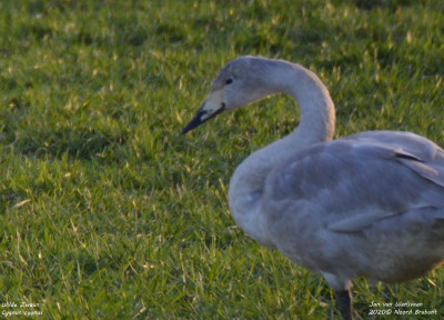 Wilde zwaan - Cygnus cygnus - Noord Brabant