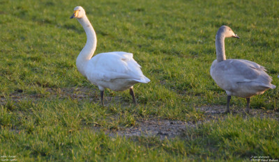 Wilde zwaan - Cygnus cygnus - Noord Brabant