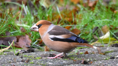 Appelvink