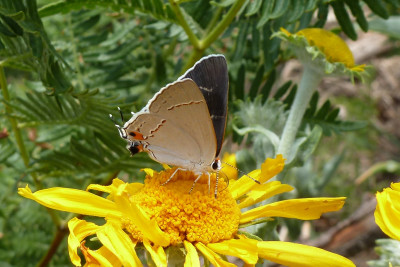 grayhairstreak083.JPG