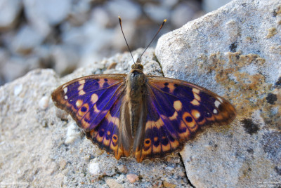 Kleine weerschijnvlinder - Apatura ilia - Frankrijk - Laives