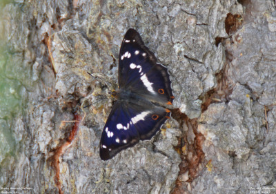 Grote weerschijnvlinder - Apatura iris - Nus - Italië