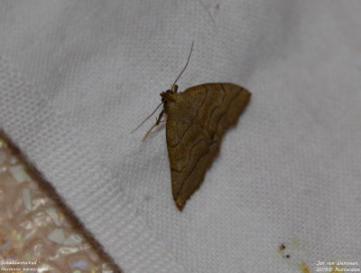 Schaduwsnuituil - Herminia tarsicrinalis - Lage bergse bos - Rotterdam