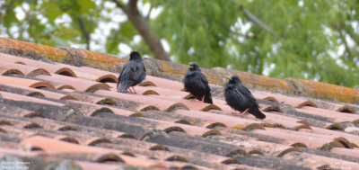 Zwarte Spreeuw - Sturnus unicolor - Monfrague - Spanje