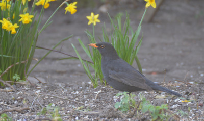 Merel - Turdus merula - Capelle aan den IJssel