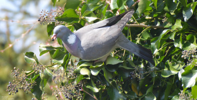 Houtduif - Columba palumbus - Capelle aan den IJssel