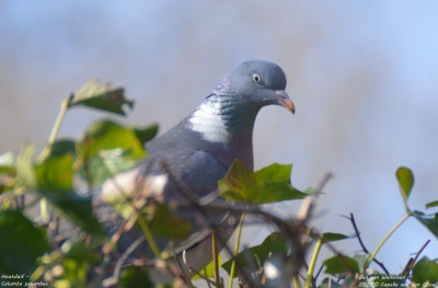 Houtduif - Columba palumbus - Capelle aan den IJssel