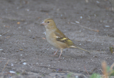 Vink - Fringilla coelebs - Capelle aan den IJssel